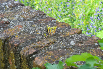 Saxifrage plant on lichen-covered stone wall