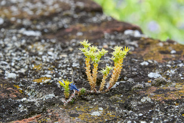 Saxifrage plant on lichen-covered stone wall