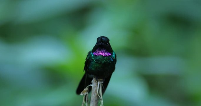 Hummingbird Tourmaline Sunangel, sitting on the branch in Ecuador. Bird with pink throat and plumage in the tropic forest habitat. Wildlife scene from nature.
