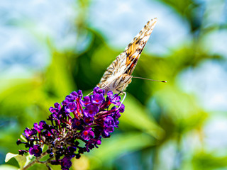 Painted lady butterfly (Vanesa cardui) feeding on buterfly bush  (Buddleja davidii)
