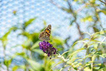 Painted lady butterfly (Vanesa cardui) feeding on buterfly bush  (Buddleja davidii)