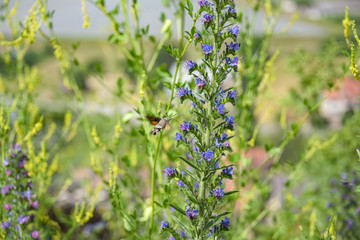 Humingbird hawkoth (Macroglossum stellatarum)  feeding nektar on a viper's buglos (Echinum vulgare)