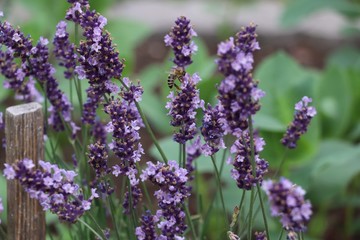bee eating 3