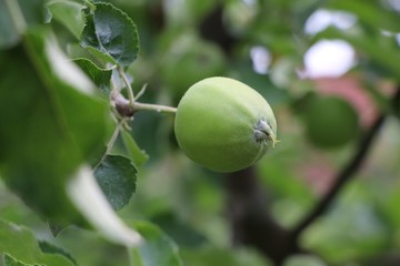 baby apple