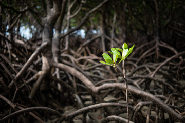 Mangrove root patterns