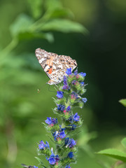 Vanesa cardui feeding on Echium vulgare