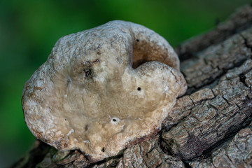 close-up of a mushroom in the forest