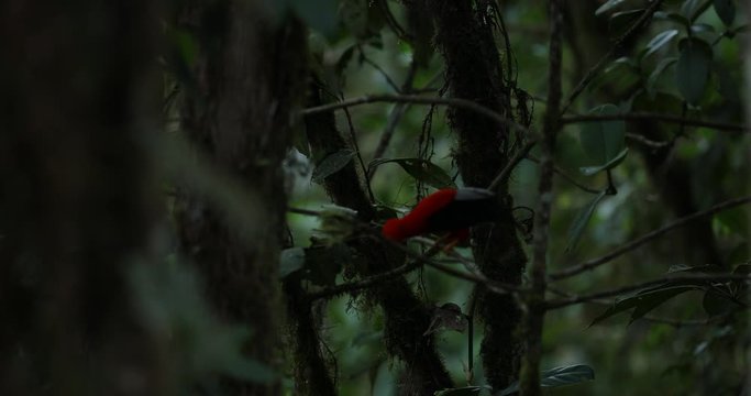 Cock-of-The-Rock, Rupicola peruvianus, red bird with fan-shaped crest perched on branch in its typical environment of tropical rainforest. National bird of Peru. Blurred green tropic background.