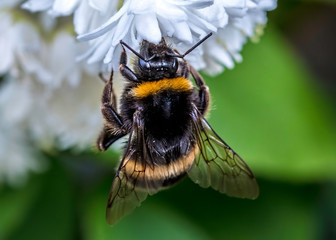 bumblebee