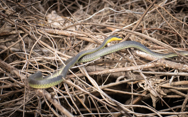 Tree Snake, Daintree River