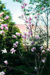 Obraz premium Magnolia tree blossom. Blossom magnolia branch.