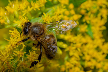 bee walking on flowers