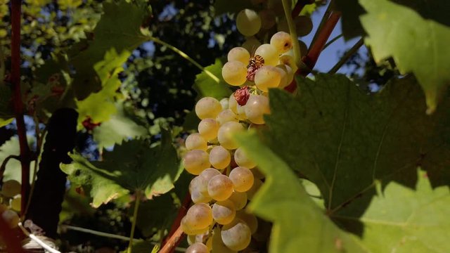 A wasp eating grape at harvest