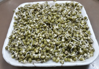 Sprouting is the natural process by which seeds or spores germinate and put out shoots, and already established plants produce new leaves or buds.