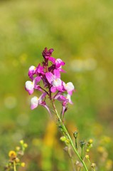 Obraz premium beautiful flower