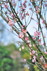 sakura flower in North of Thailand