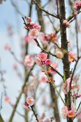 sakura flower in North of Thailand