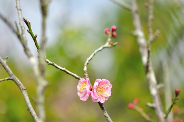sakura flower in North of Thailand