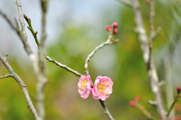 sakura flower in North of Thailand