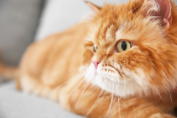 Cute Persian cat at home, closeup