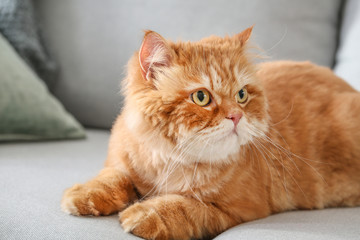 Fototapeta na wymiar Cute Persian cat lying on sofa at home