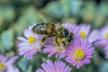 bee