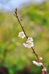 sakura flower in North of Thailand