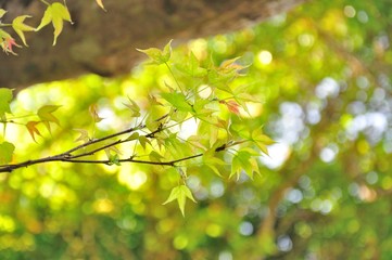 beautiful leaf in fresh weather