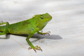 Portrait of a small green iguana in profile on tropical island Bali, Indonesia. Close up, macro