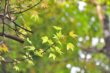 beautiful leaf in fresh weather