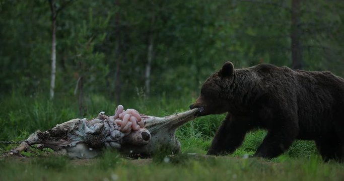 Brown bear walking around lake in the morning light. Dangerous animal in nature forest and meadow habitat. Wildlife scene from Finland near Russian border. Bear with carcass.