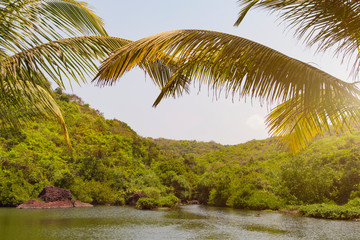 Obraz premium Picturesque green corner of the nature, leaves of a palm tree hang down over the lake surrounded with the green jungle. Summer travel template.