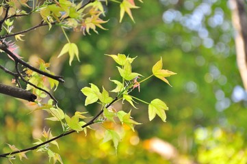 beautiful leaf in fresh weather