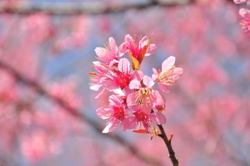 sakura flower in North of Thailand