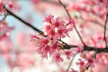 sakura flower in North of Thailand