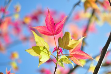 beautiful leaf in fresh weather