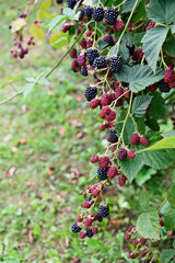 Ripe and unripe blackberries on the plant.