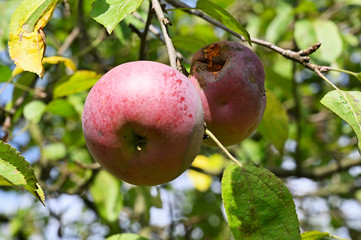 Damaged apple with bud rotting on tree and green leaves.