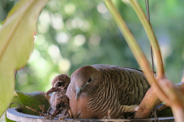 Mother bird sitting in the nest with her  baby birds, close up,blur background.