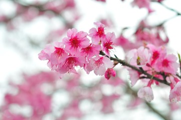 sakura flower in north Thailand