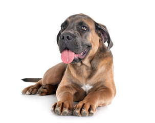 puppy cane corso