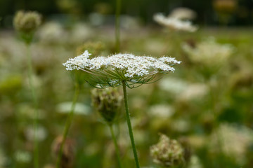 white flowers in front of a blurry background