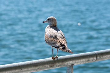 seagull standing on a metal bar