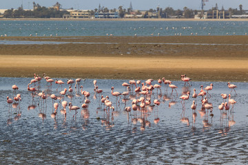 A swarm of pink flamingos searching for food in the water near a city in Namibia, Walvis Bay, Africa