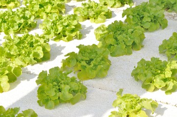 fresh lettuce in farm