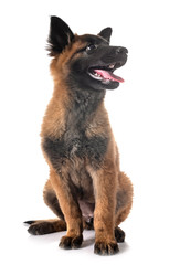 puppy tervueren dog in studio