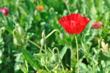 poppy flower