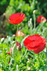 Naklejka premium poppy flower