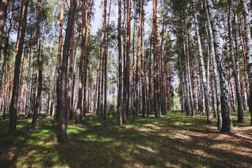 Beautiful pine forest