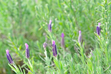 lavender flower in North of Thailand